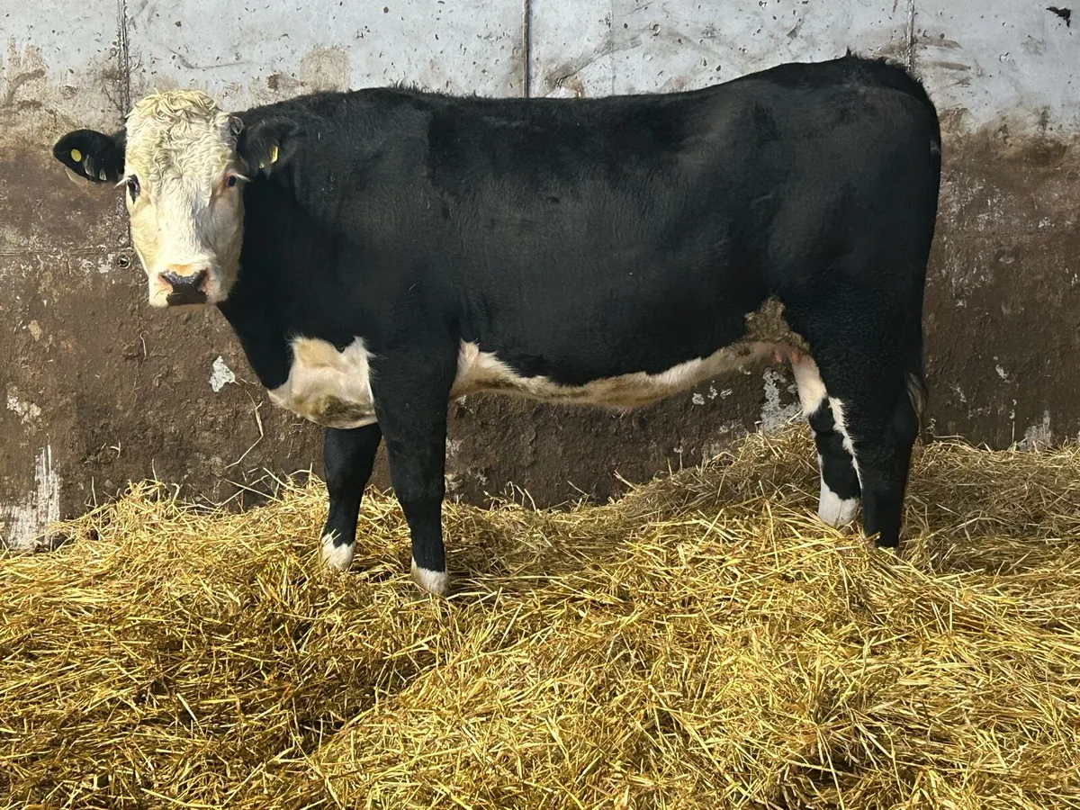 3 super incalf heifers calving December - Image 4
