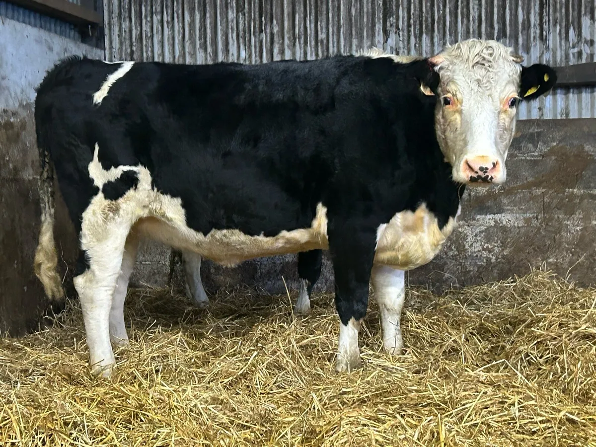 3 super incalf heifers calving December - Image 1