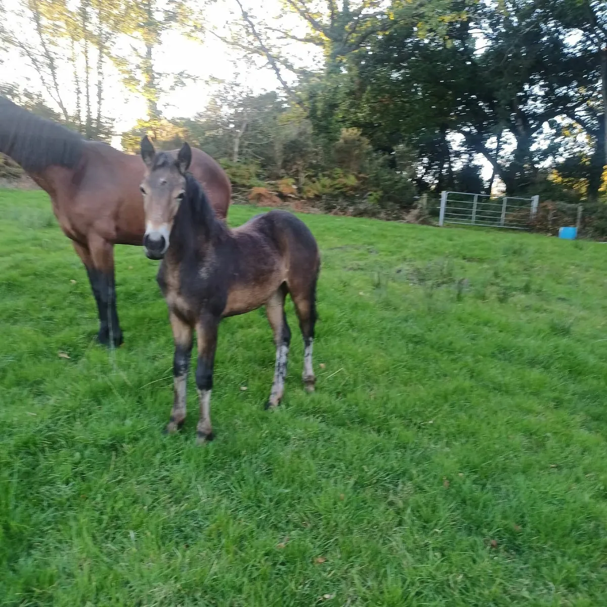 Filly foal - Image 1