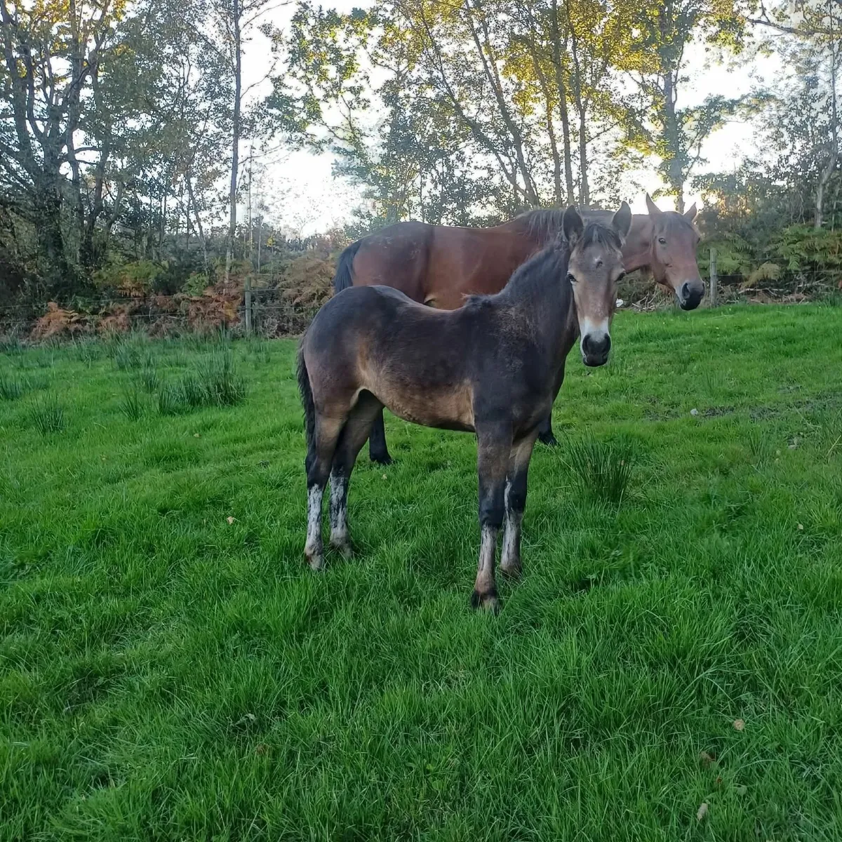 Filly foal - Image 2