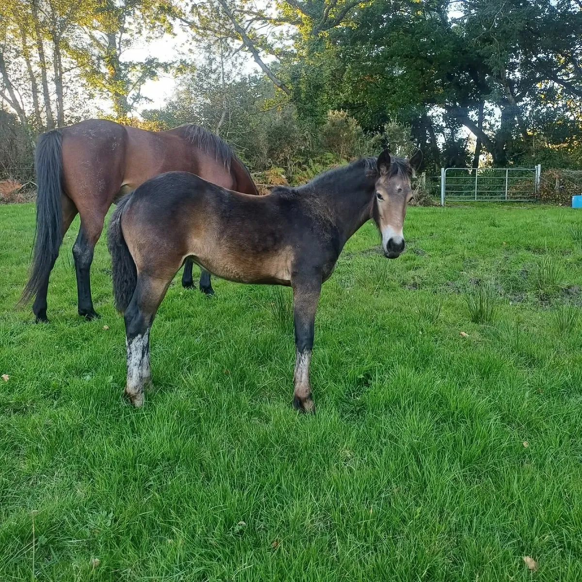 Filly foal - Image 3