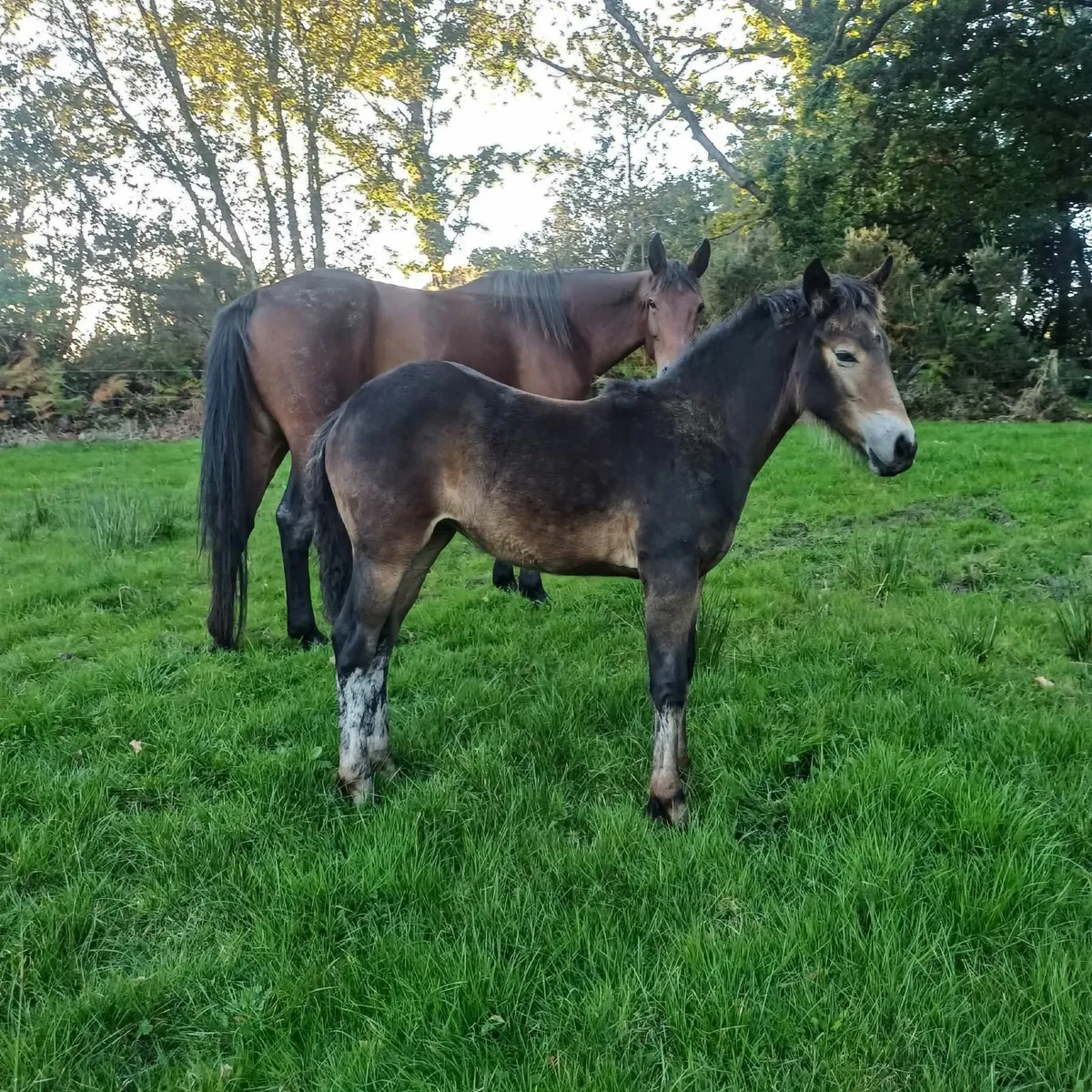 Filly foal - Image 4