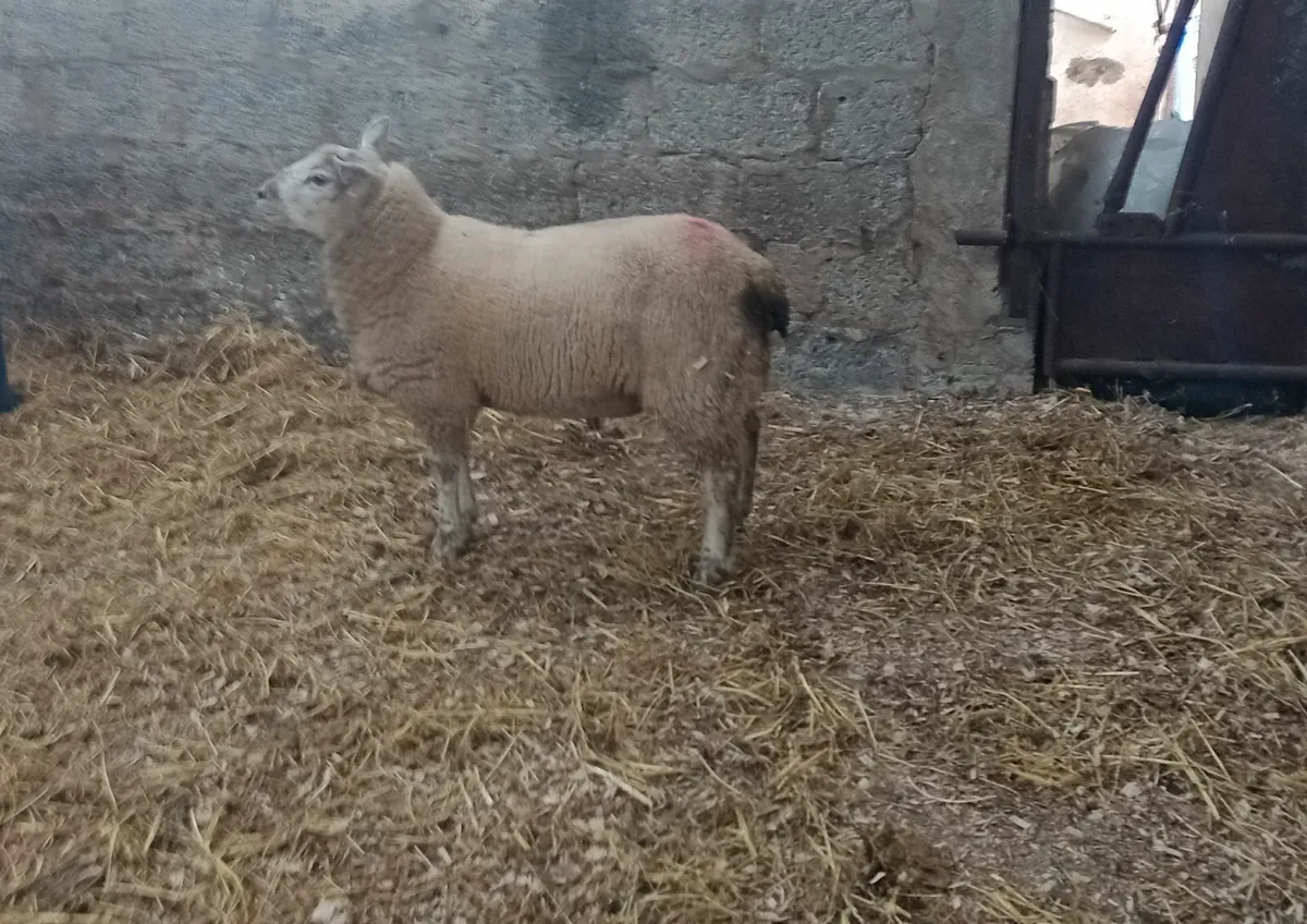 Blue Texel / Charollais Ram Lamb Cross - Image 1