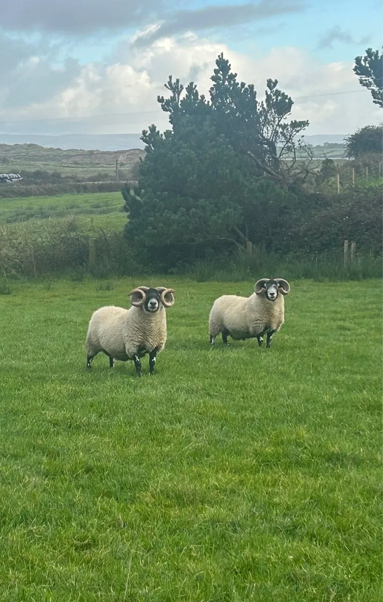 Lanark Hogget Rams - Image 1