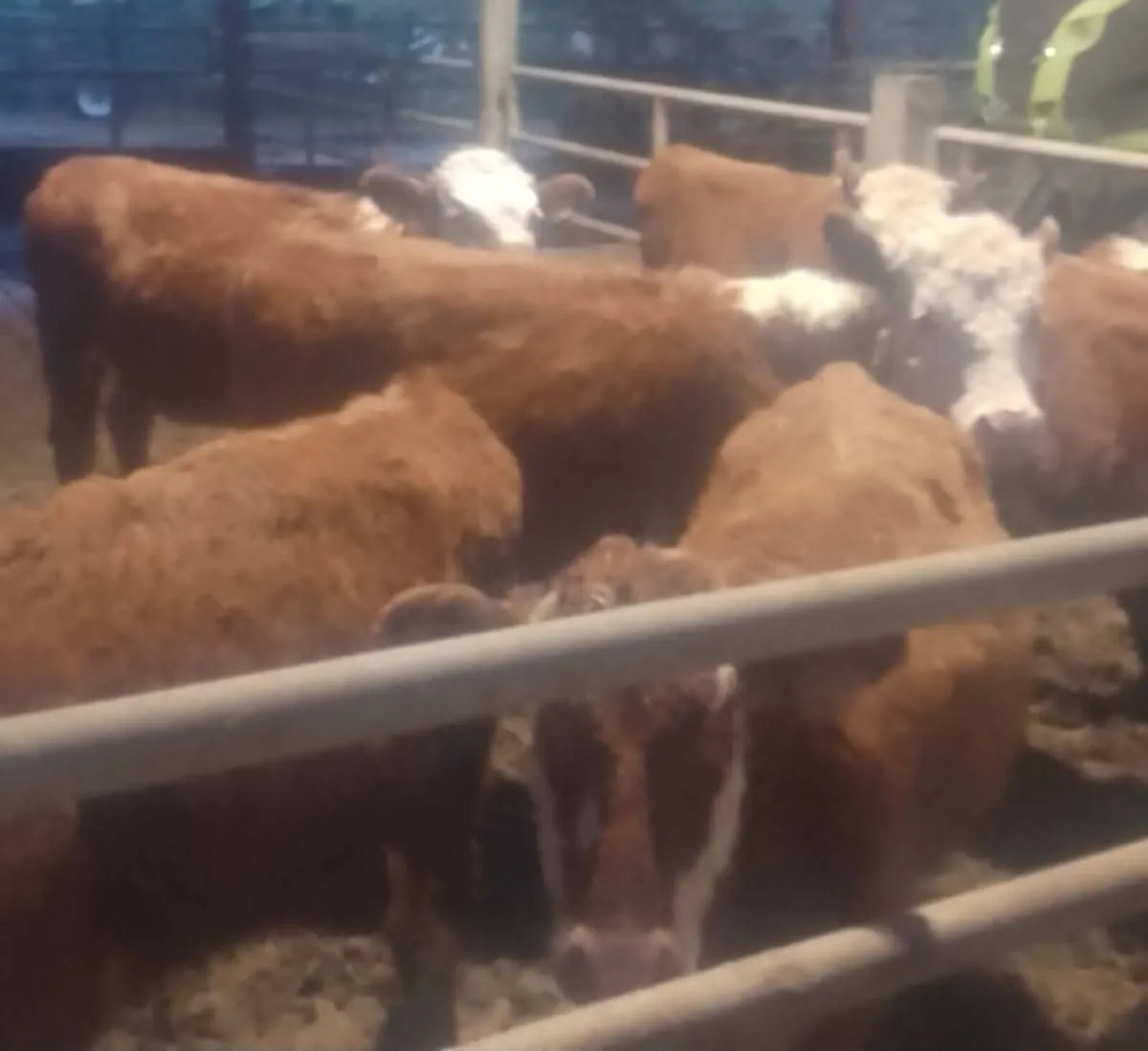 Calf Sale Entry - Image 1