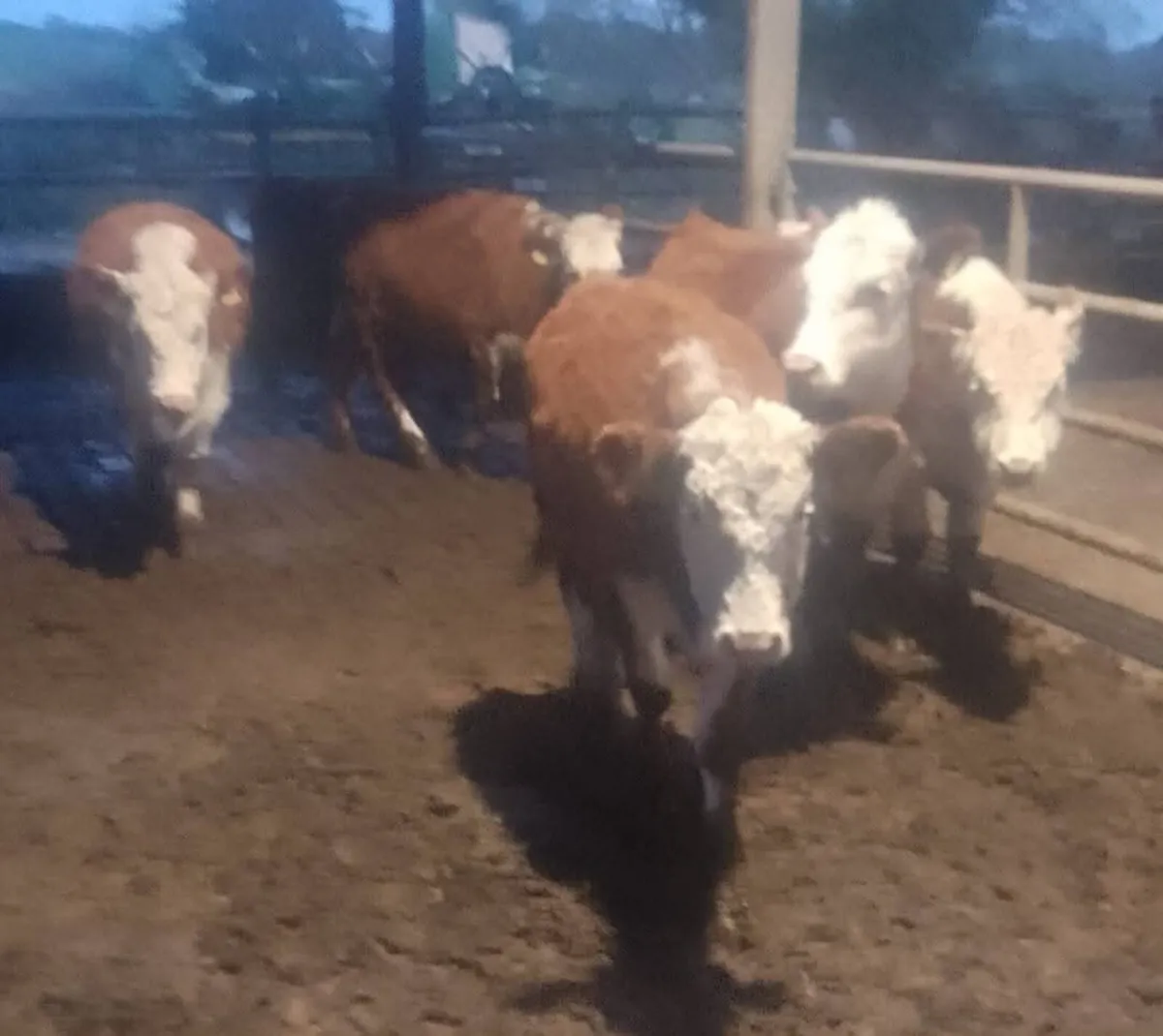Calf Sale Entry - Image 2