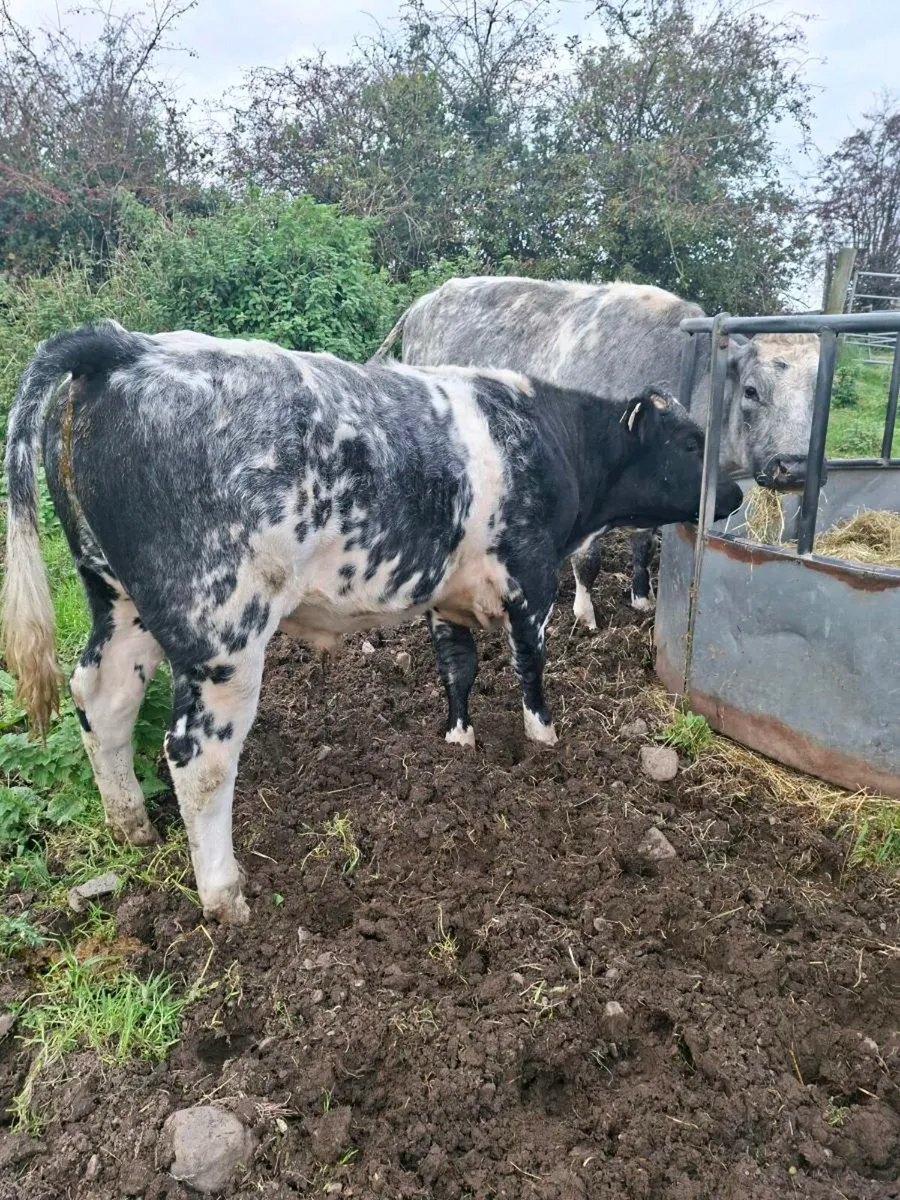 3 weanling bulls - Image 1