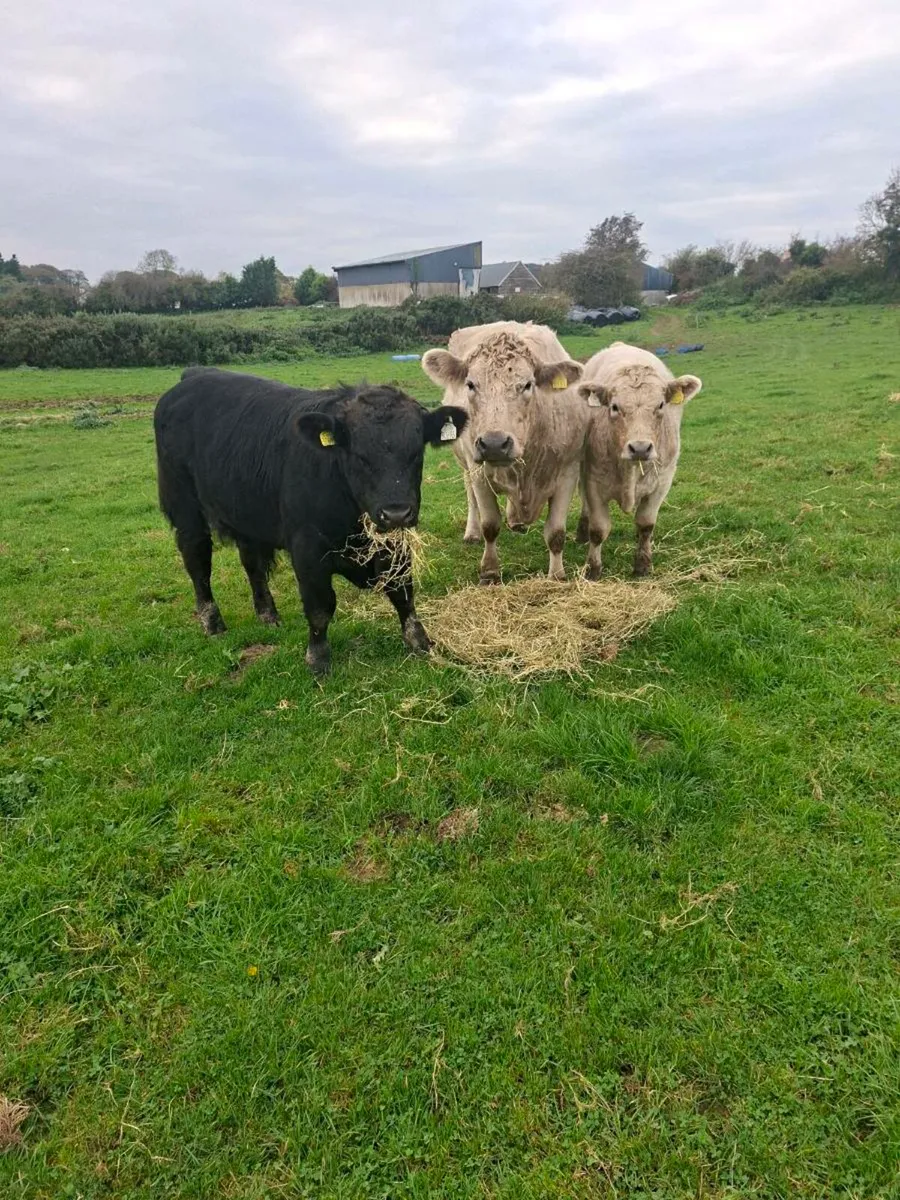 3 weanling bulls - Image 2