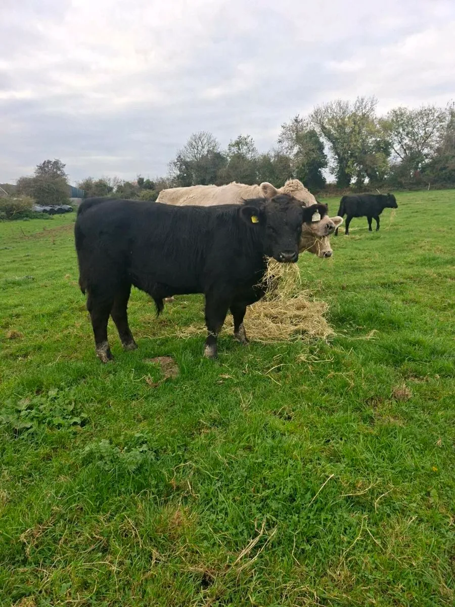 3 weanling bulls - Image 3