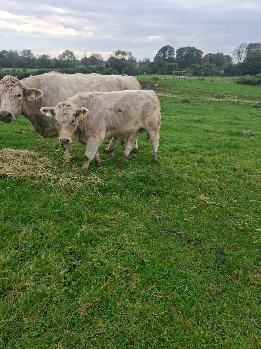 3 weanling bulls - Image 4