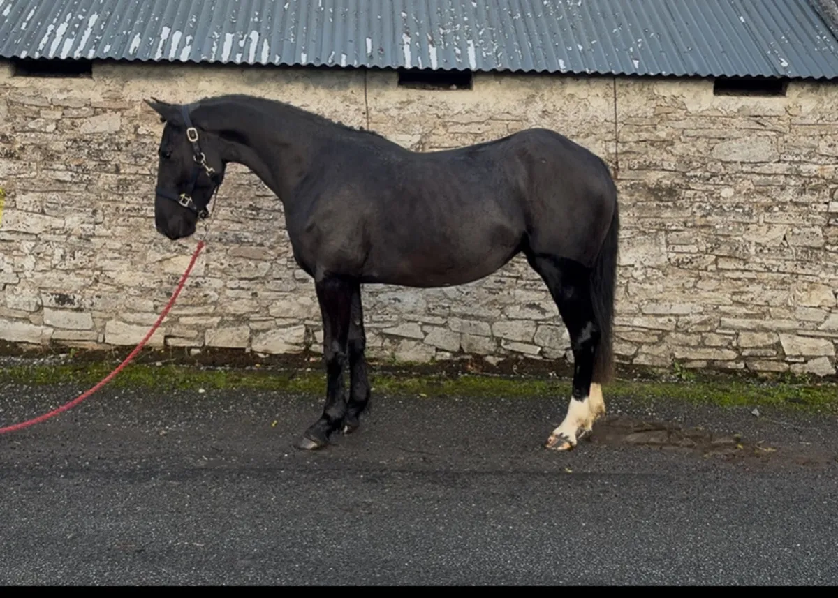 ☘️☘️ Quality 3yo Filly ☘️☘️ - Image 1