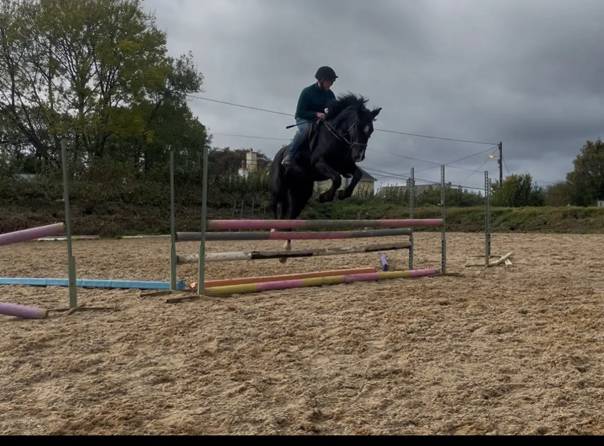 ☘️☘️ Quality 3yo Filly ☘️☘️ - Image 2