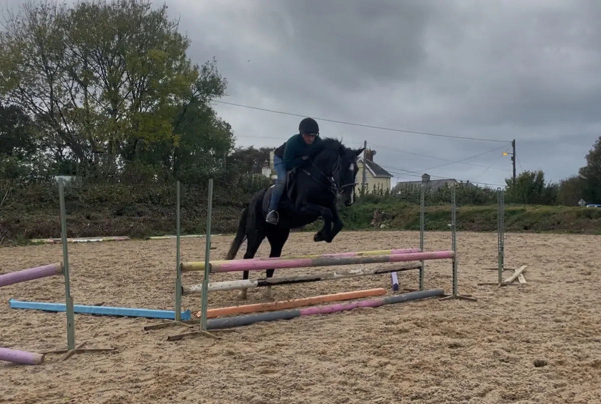 ☘️☘️ Quality 3yo Filly ☘️☘️ - Image 3