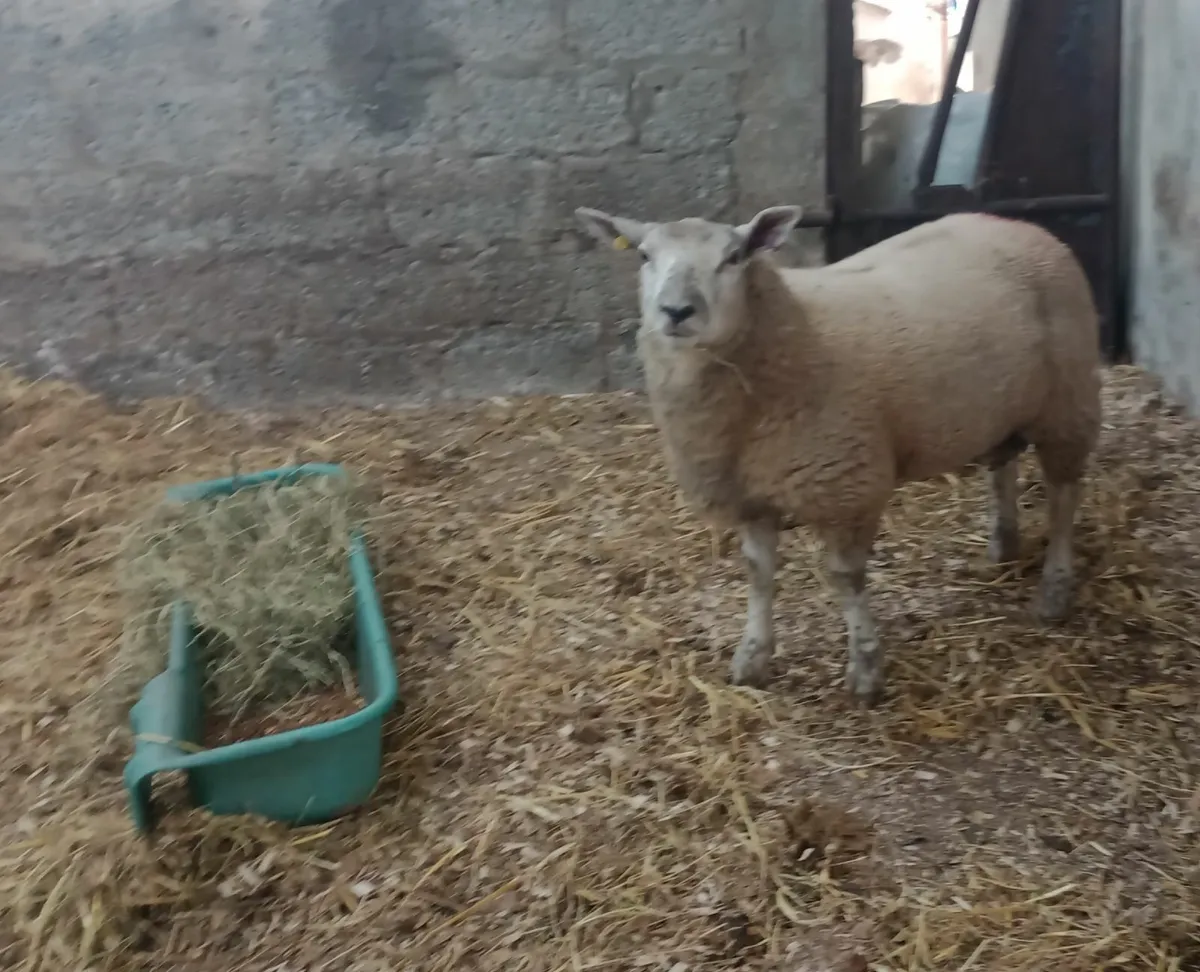 Blue Texel / Charollais Cross Ram Lamb - Image 2