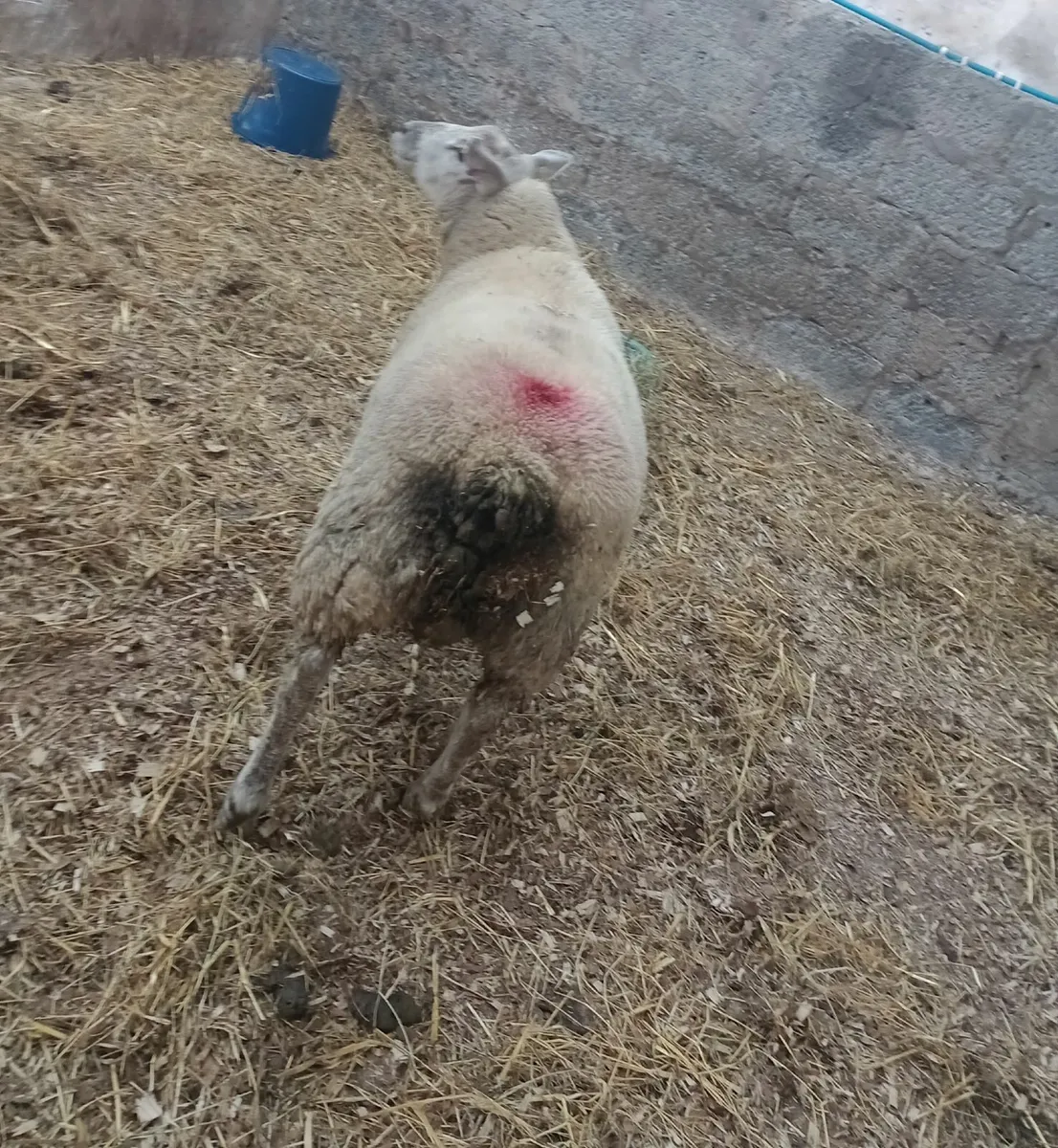 Blue Texel / Charollais Cross Ram Lamb - Image 3