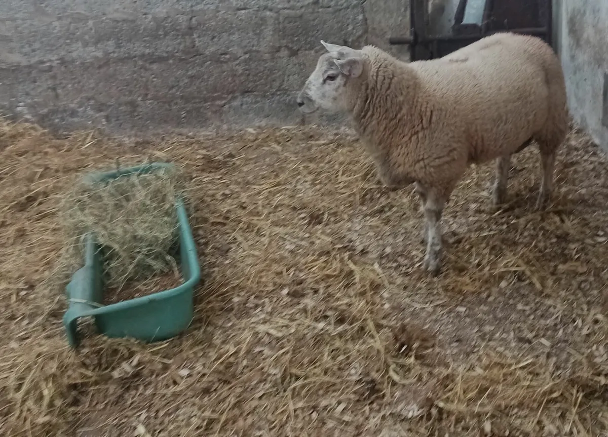 Blue Texel / Charollais Cross Ram Lamb - Image 4
