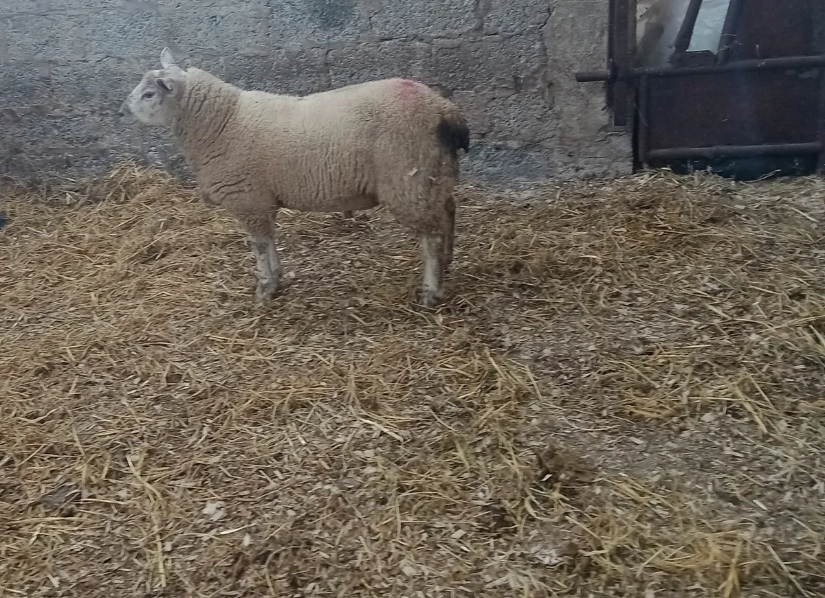 Blue Texel / Charollais Cross Ram Lamb - Image 1