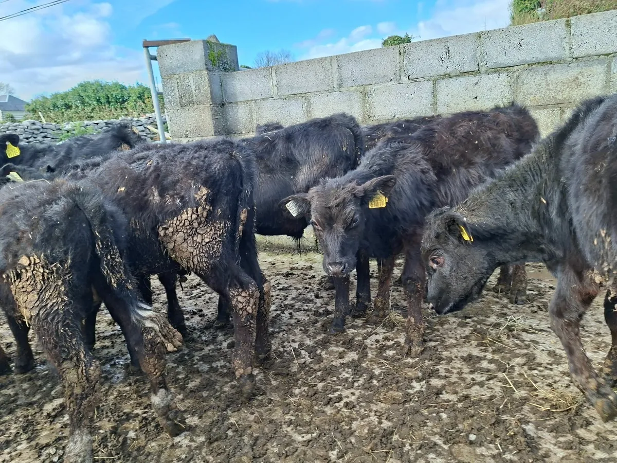 Angus Bulls - Image 2
