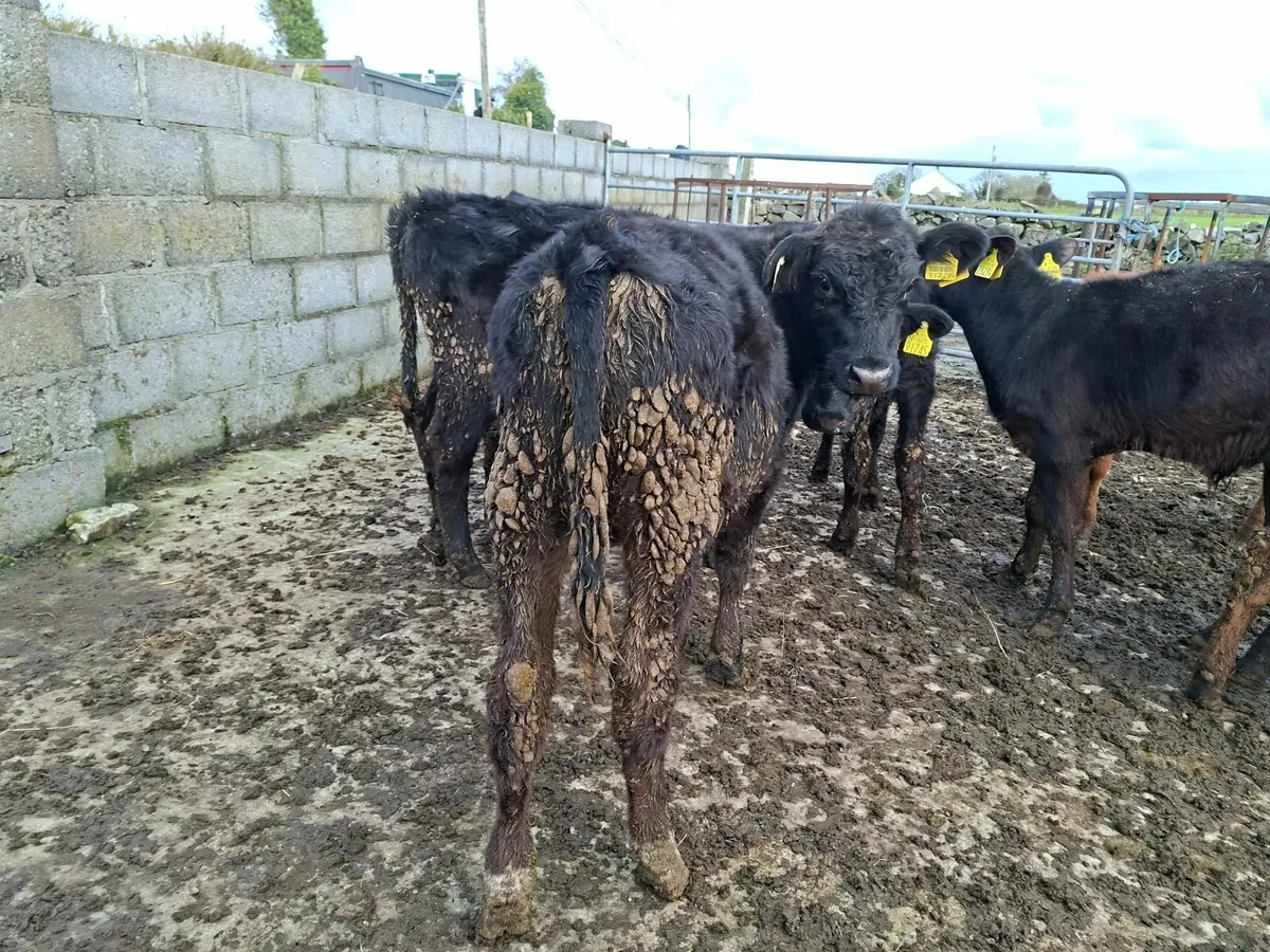 Angus Bulls - Image 3