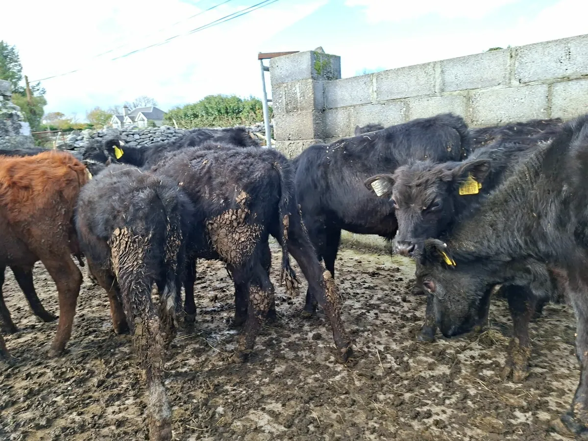Angus Bulls - Image 4