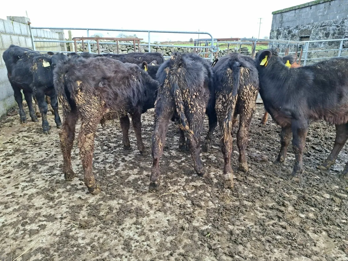 Angus Bulls - Image 1