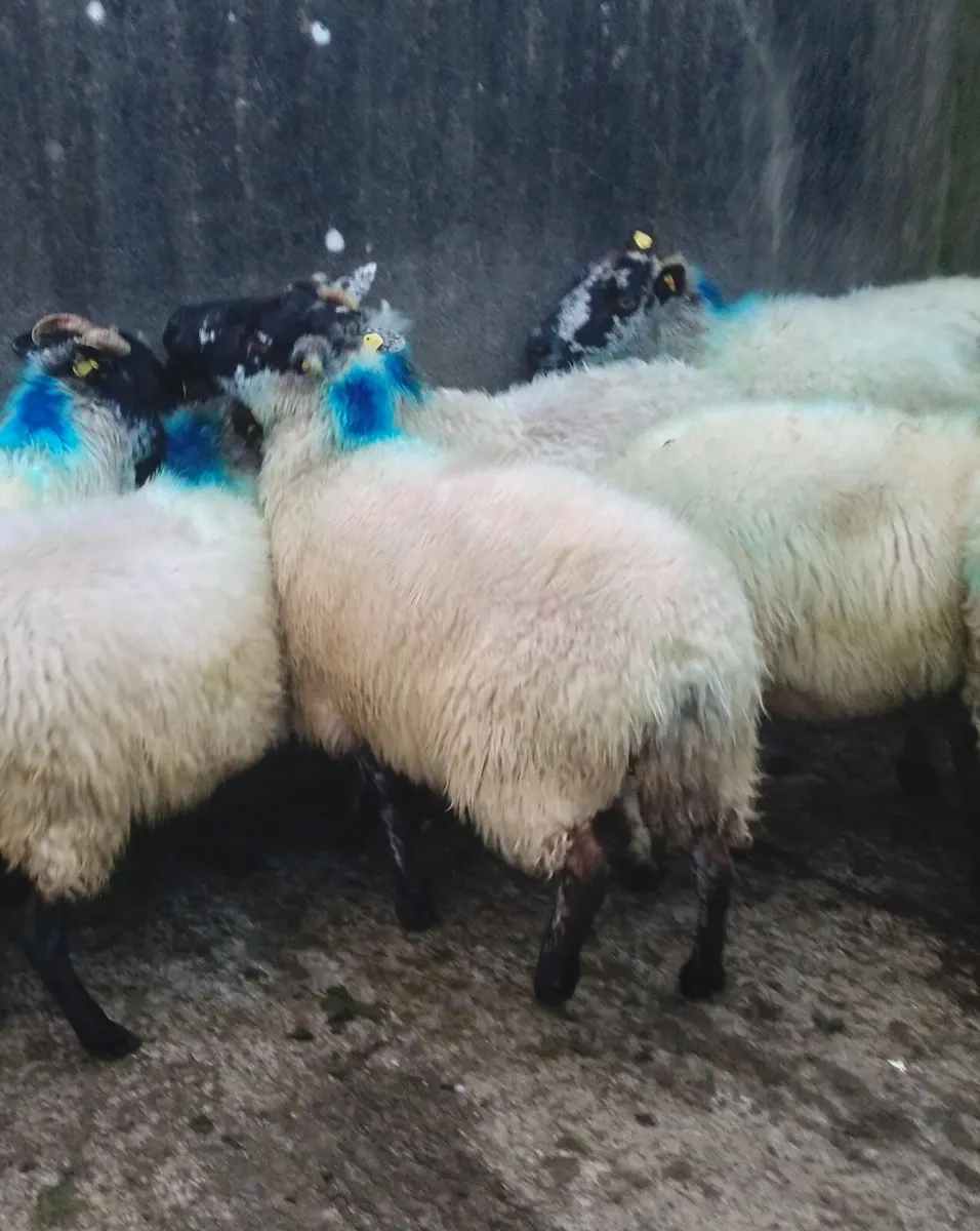 14, 4 + 5 year old ewes - Image 1