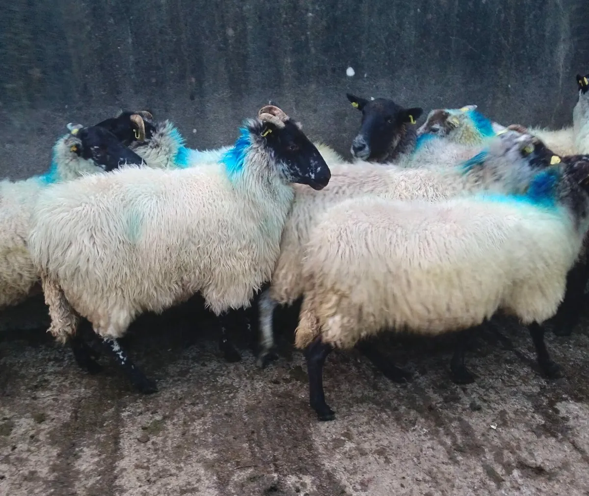 14, 4 + 5 year old ewes - Image 2