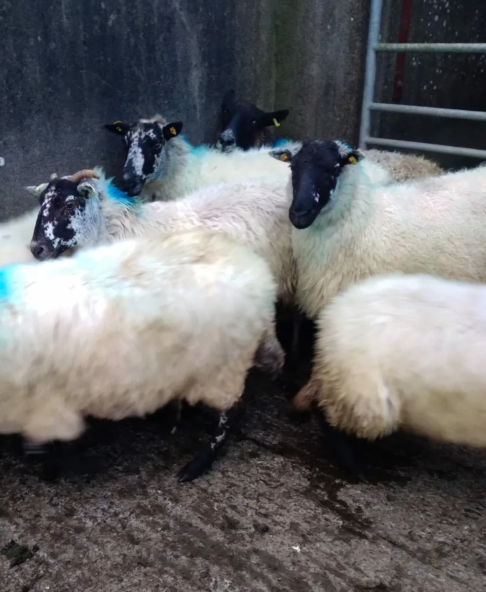 14, 4 + 5 year old ewes - Image 3