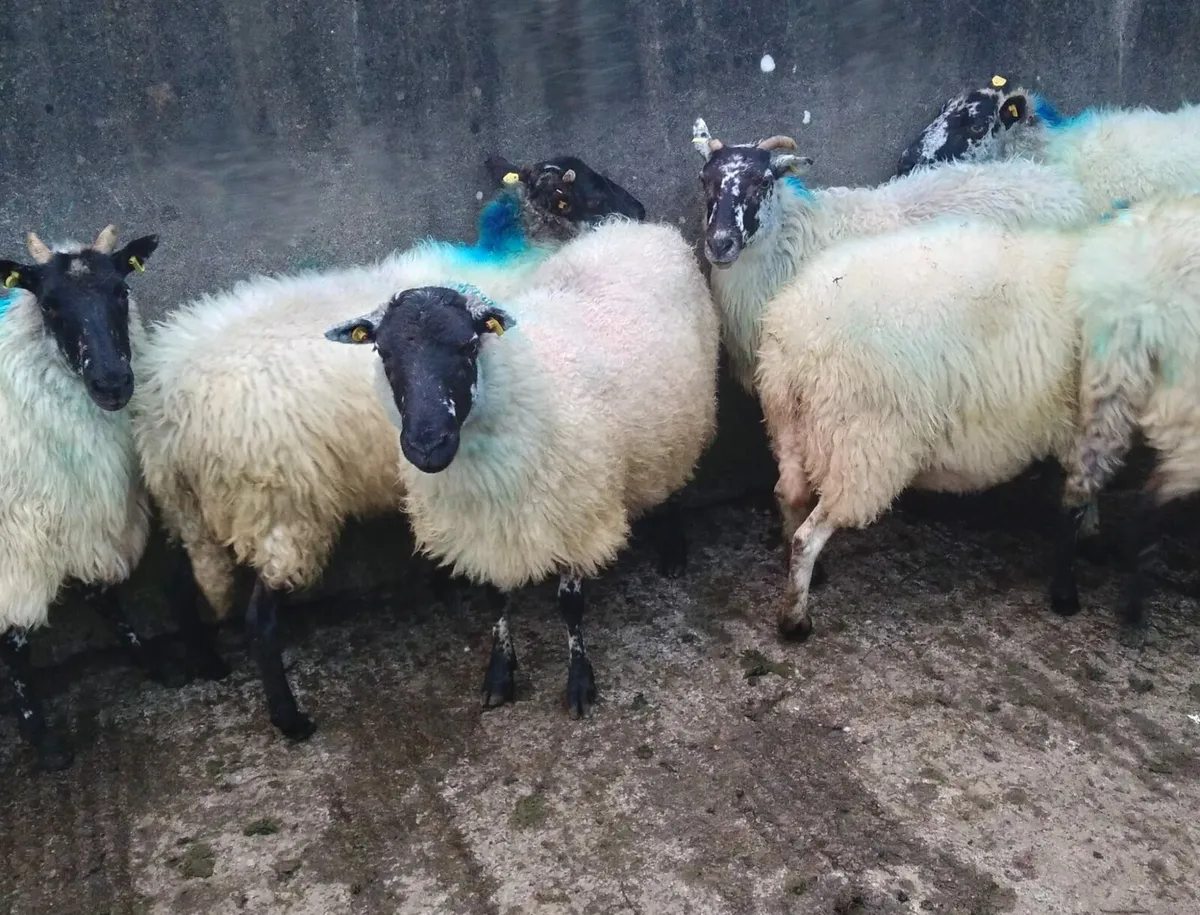 14, 4 + 5 year old ewes - Image 4