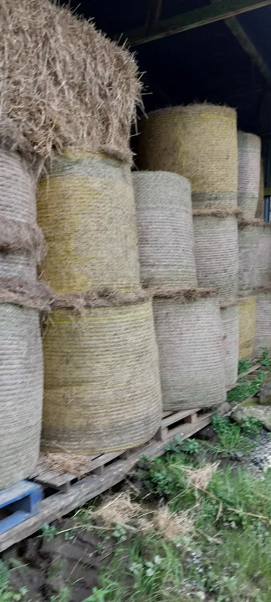 Hay - Image 1