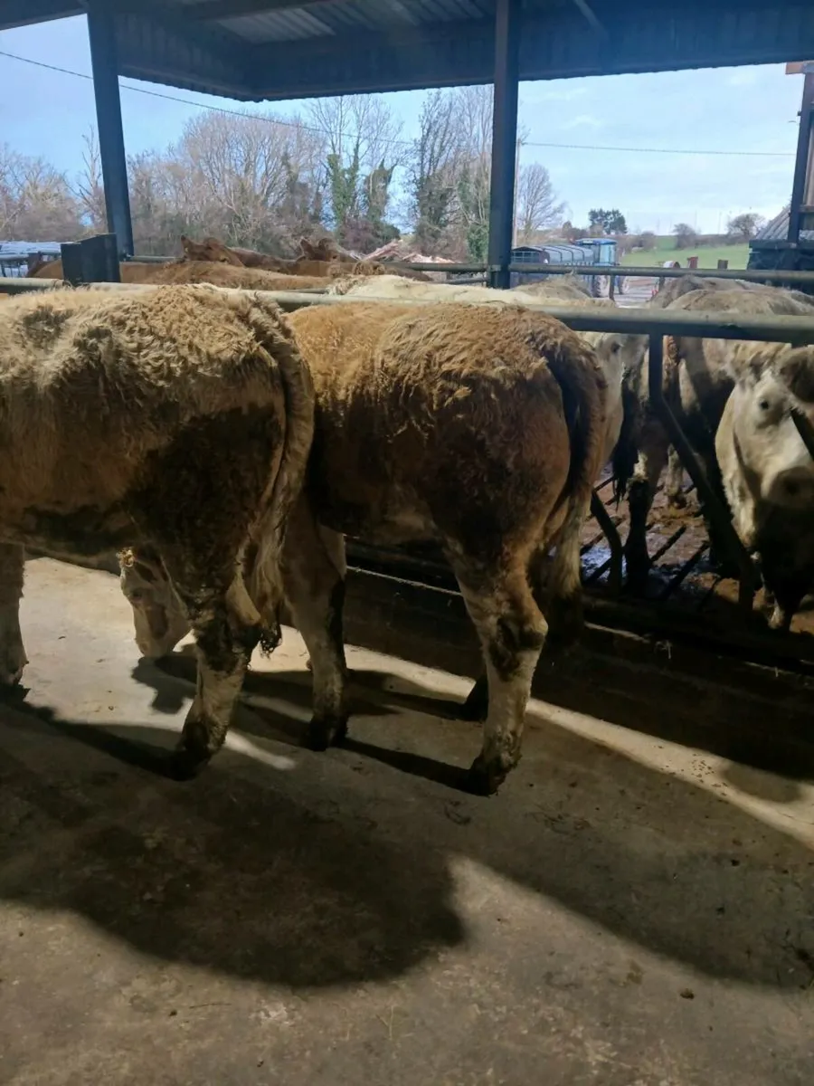 Cattle - Image 1