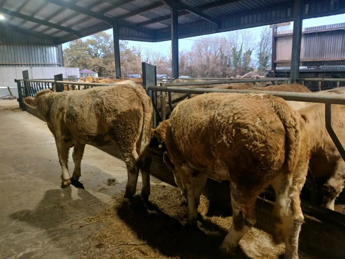 Cattle - Image 2