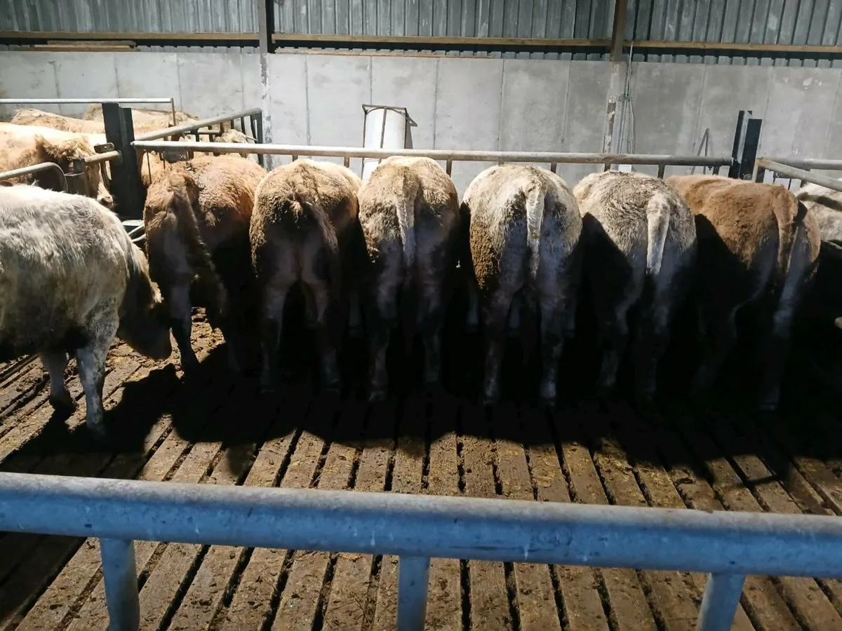 Cattle - Image 4