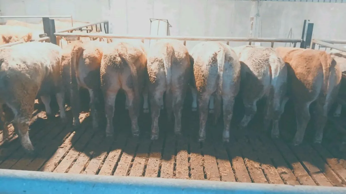 Super Breeding Heifers - Image 4