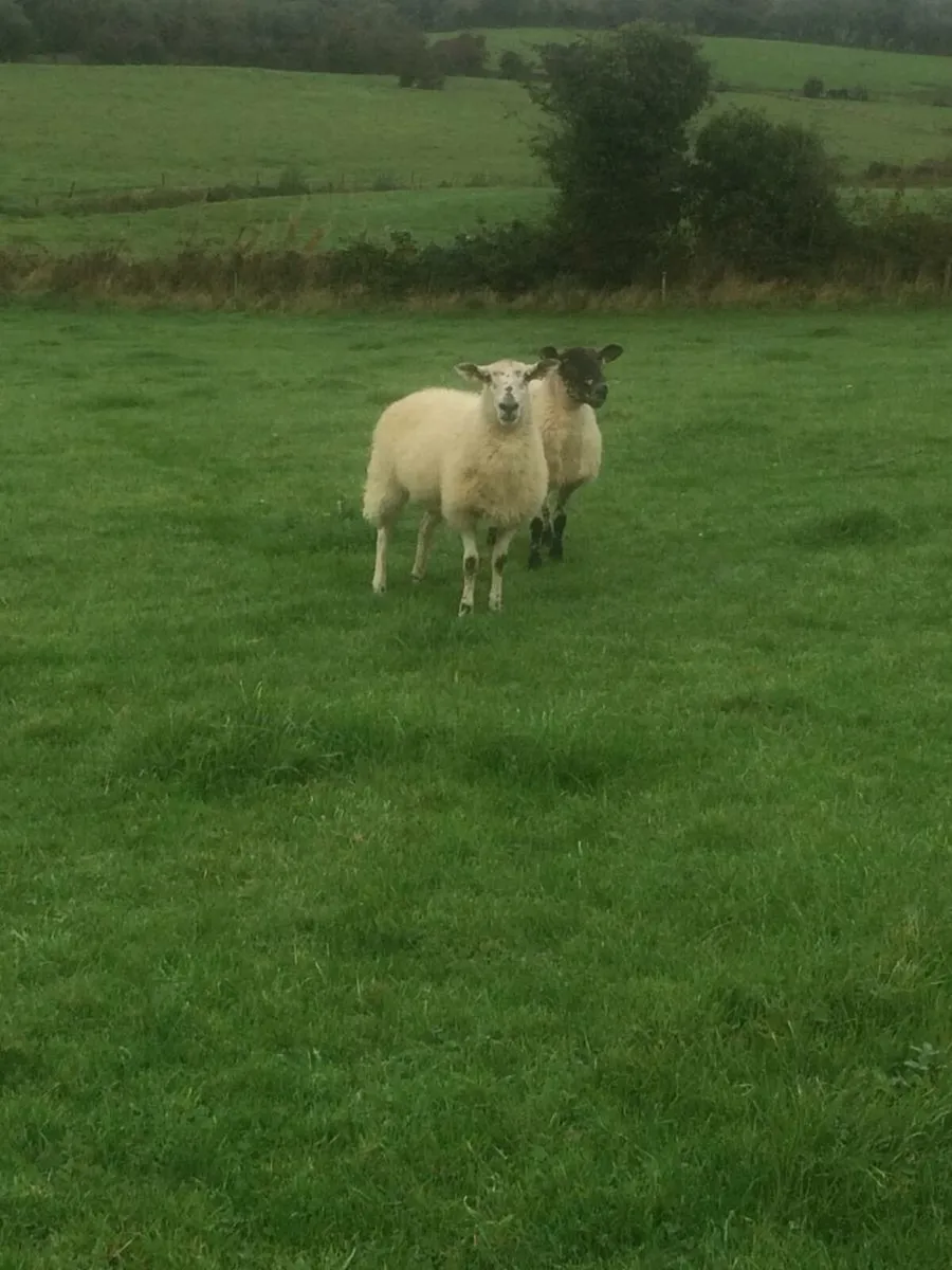 Two Breeding Ewes  For Sale - Image 1