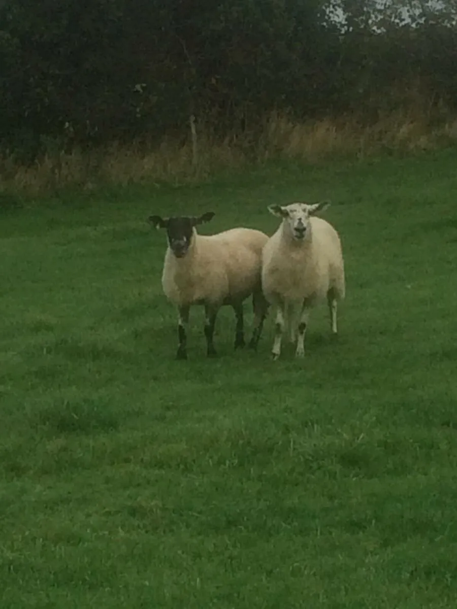 Two Breeding Ewes  For Sale - Image 3