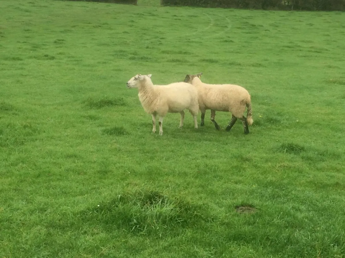 Two Breeding Ewes  For Sale - Image 4