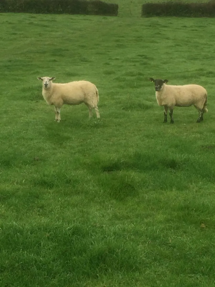 Two Breeding Ewes  For Sale - Image 2