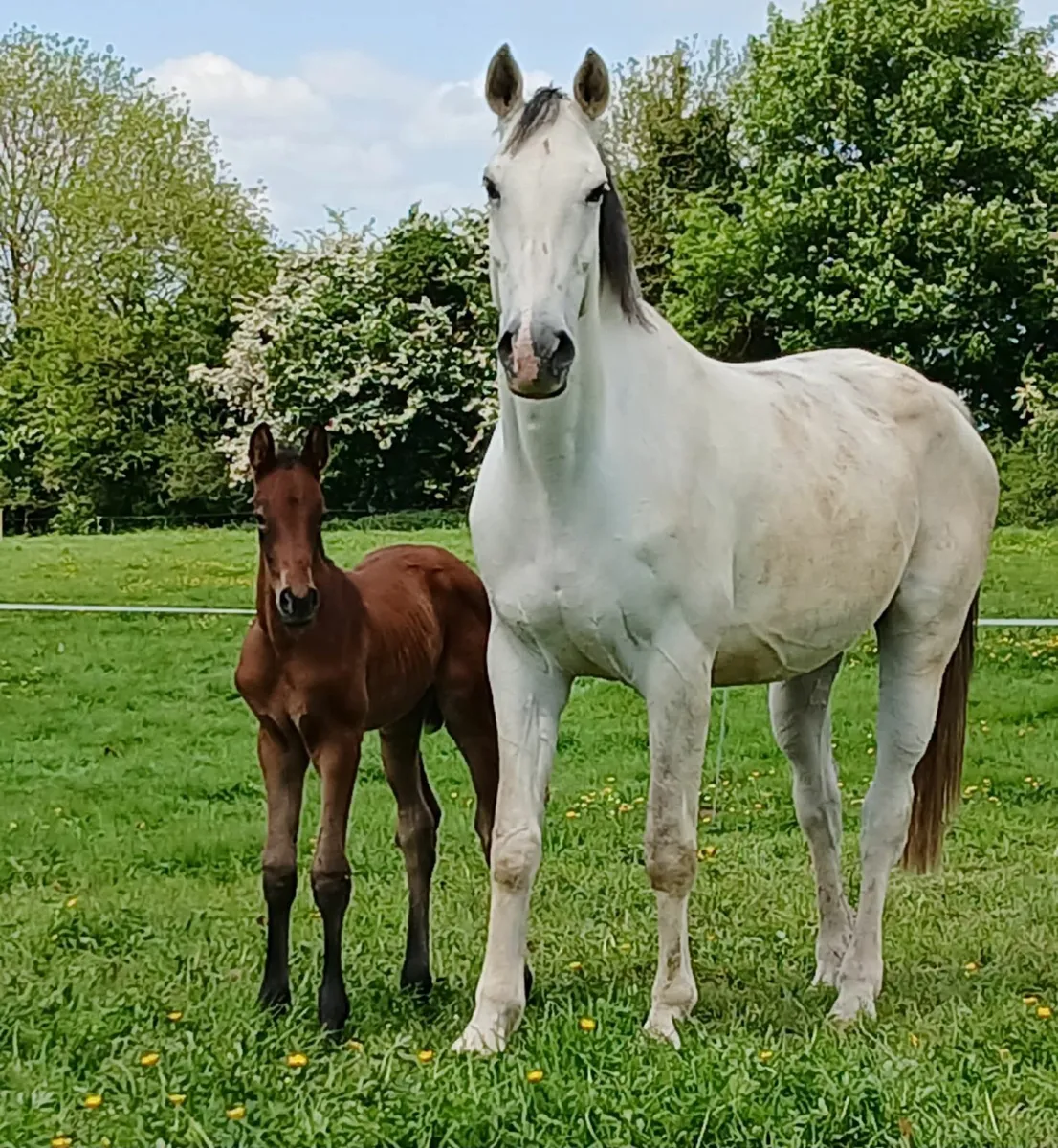 Zirocco Blue mare infoal to Aganix for 2026 - Image 1