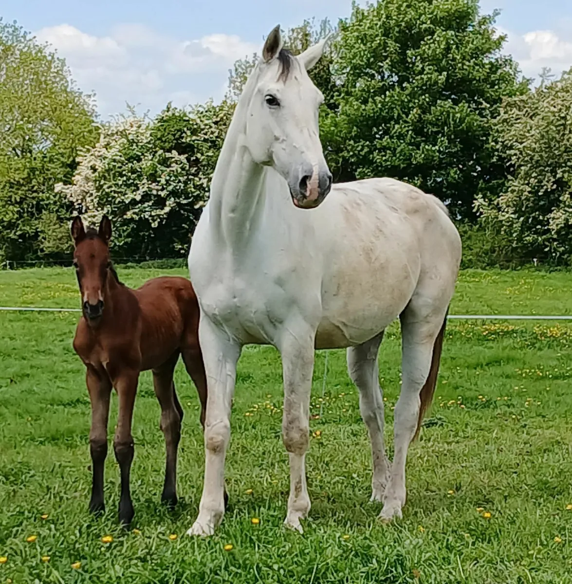 Zirocco Blue mare infoal to Aganix for 2026 - Image 2