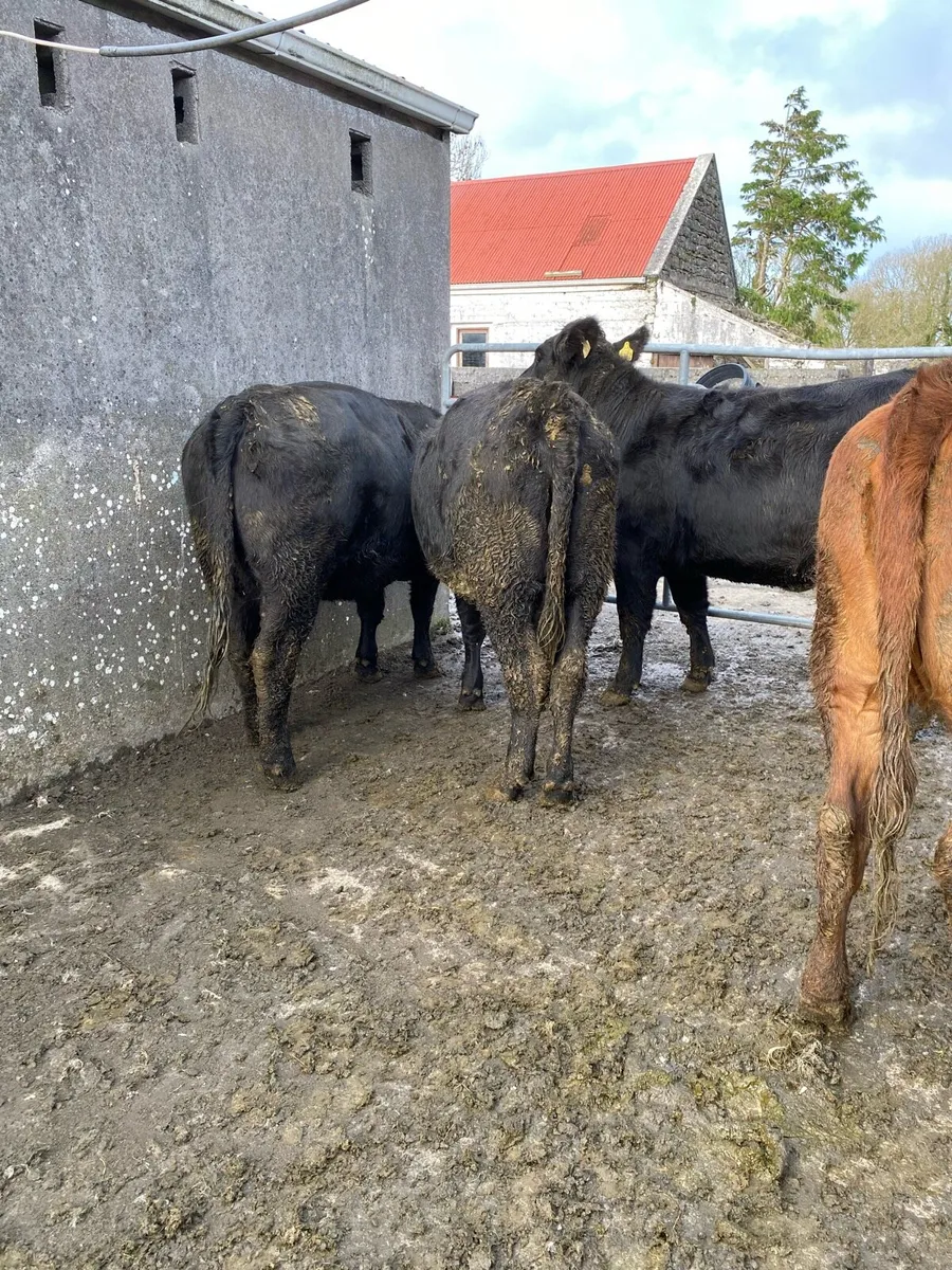 4 super angus heifers - Image 1