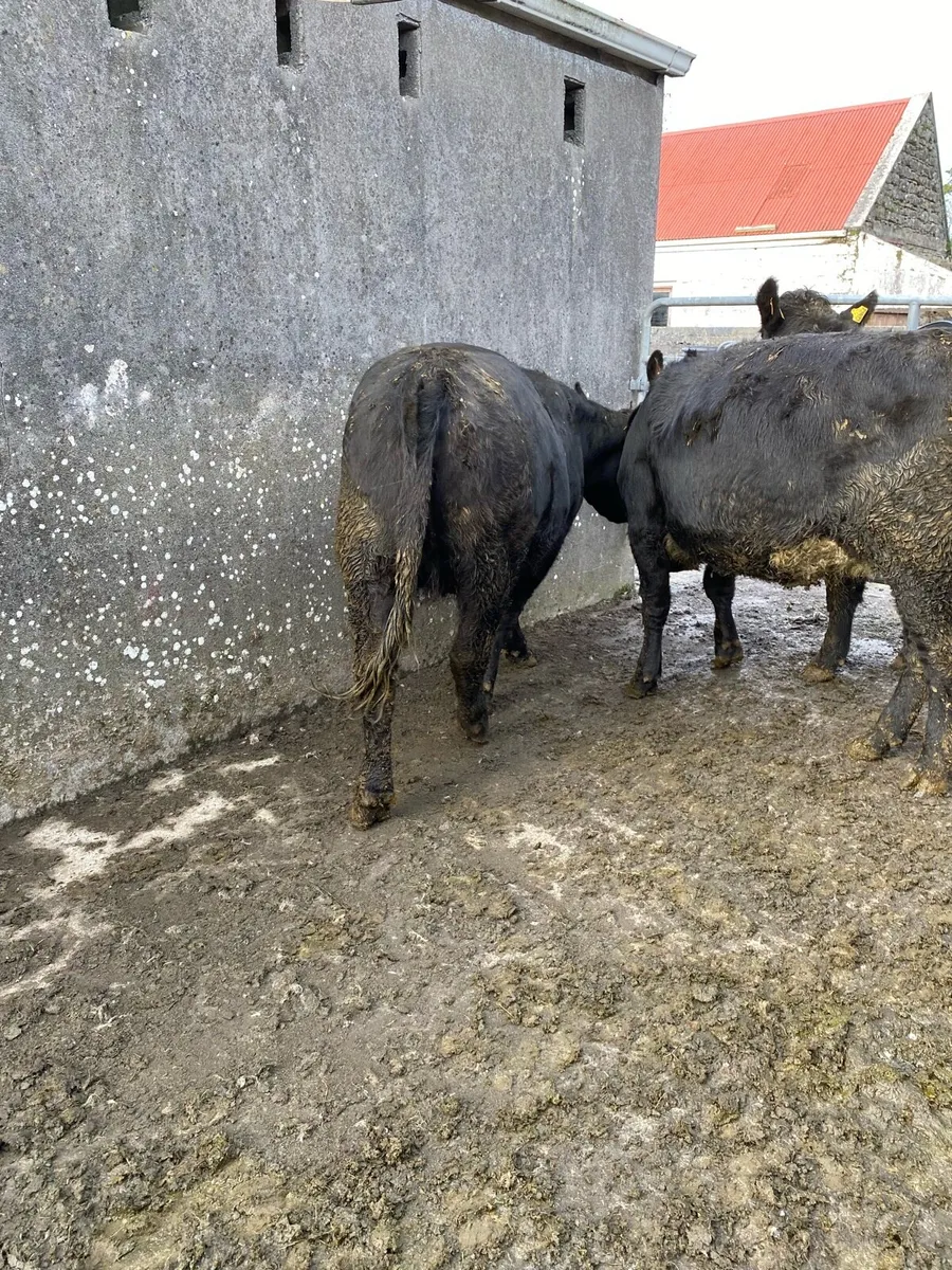 4 super angus heifers - Image 2