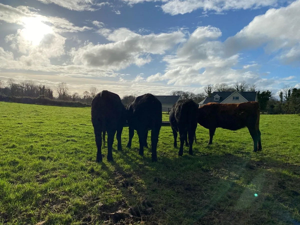 4 super angus heifers - Image 3