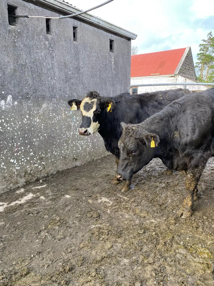 4 super angus heifers - Image 4