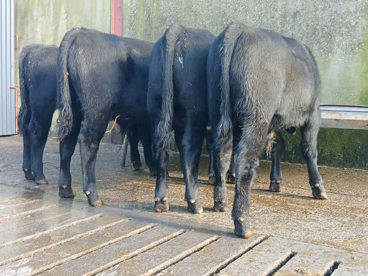 4 Super Aberdeen Angus Bull Weanlings - Image 1