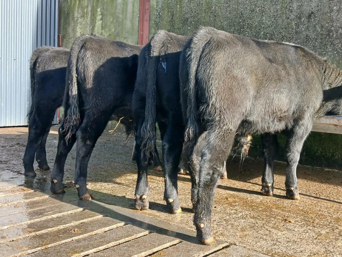 4 Super Aberdeen Angus Bull Weanlings - Image 2