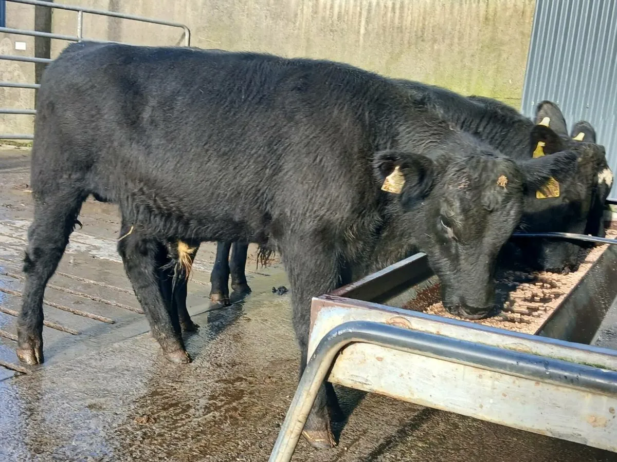 4 Super Aberdeen Angus Bull Weanlings - Image 3
