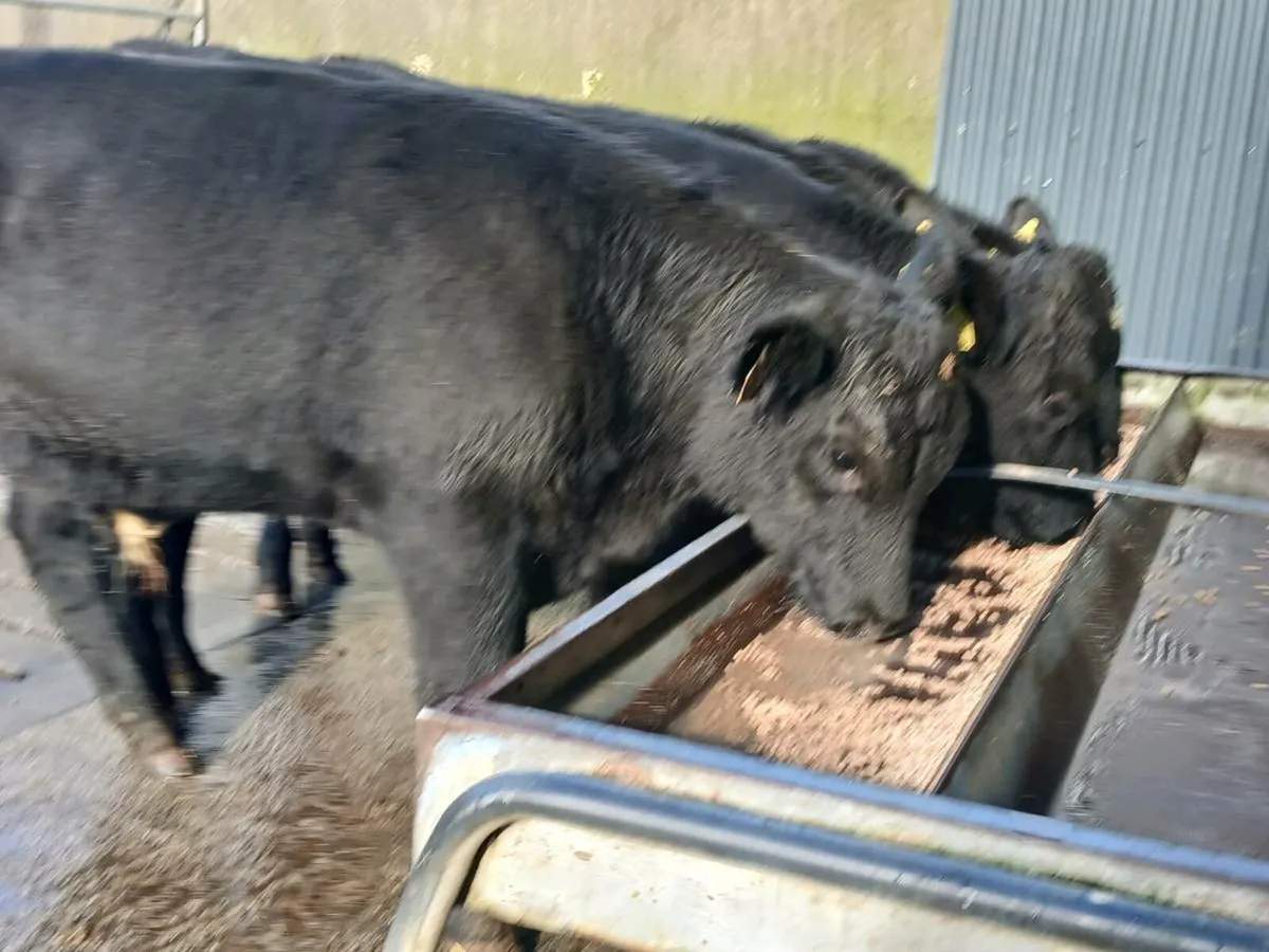 4 Super Aberdeen Angus Bull Weanlings - Image 4