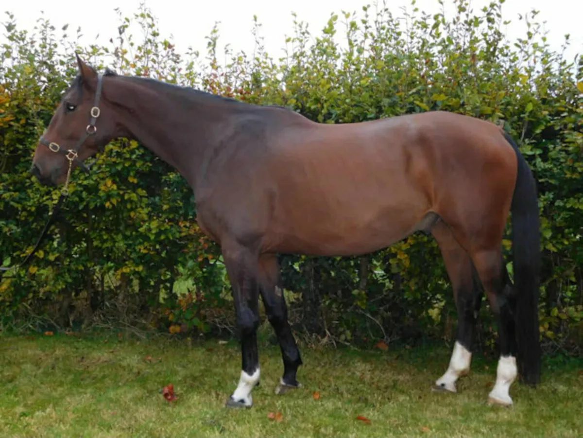 4yo 17.2 gelding - Image 1