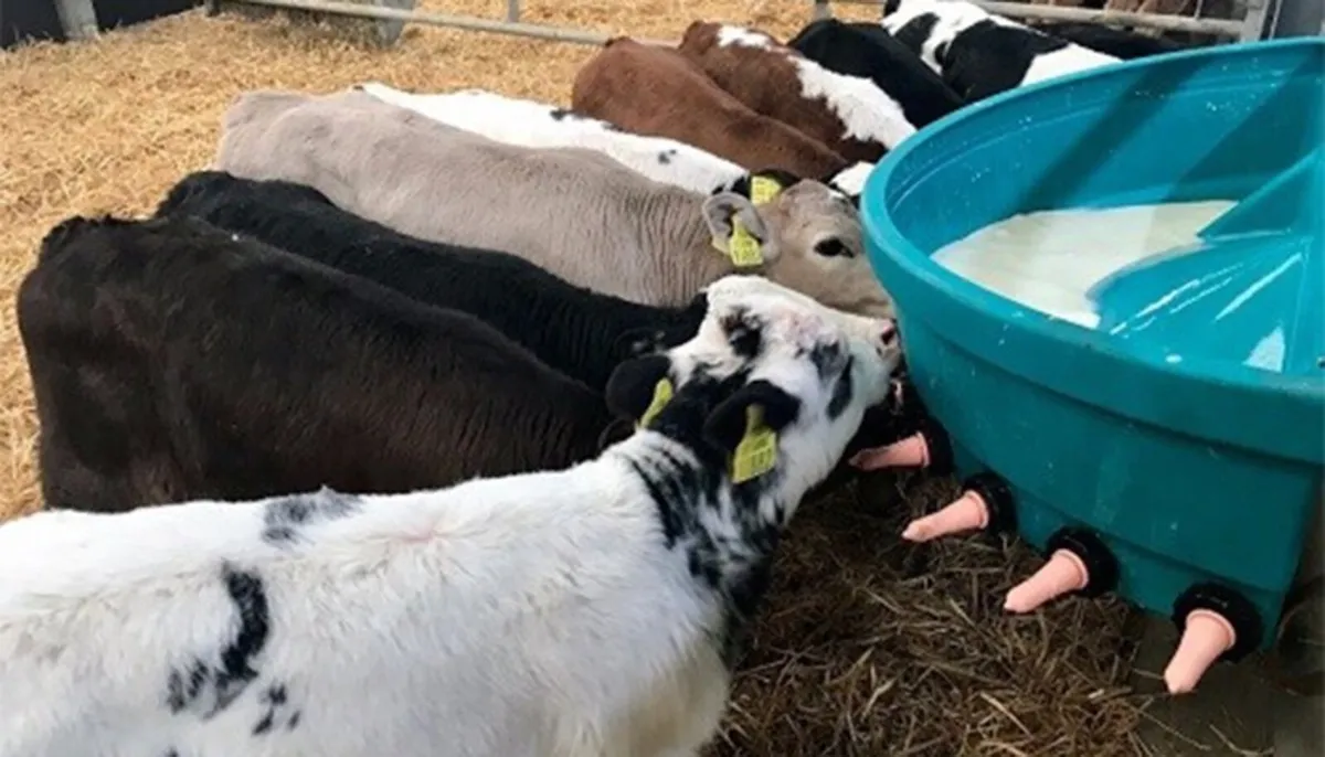 Looking for 5/10 suck calves